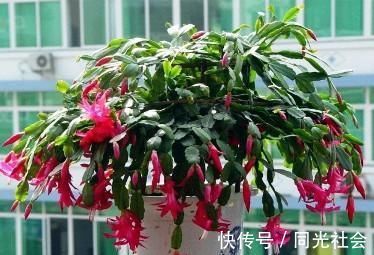 秋冬养蟹爪兰，做好4件事，叶片肥又绿，花开满枝头！
