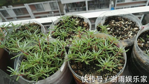 爆盆期|夏天扦插首选“太阳花”，随便插一插，一个月迎来盛花爆盆期
