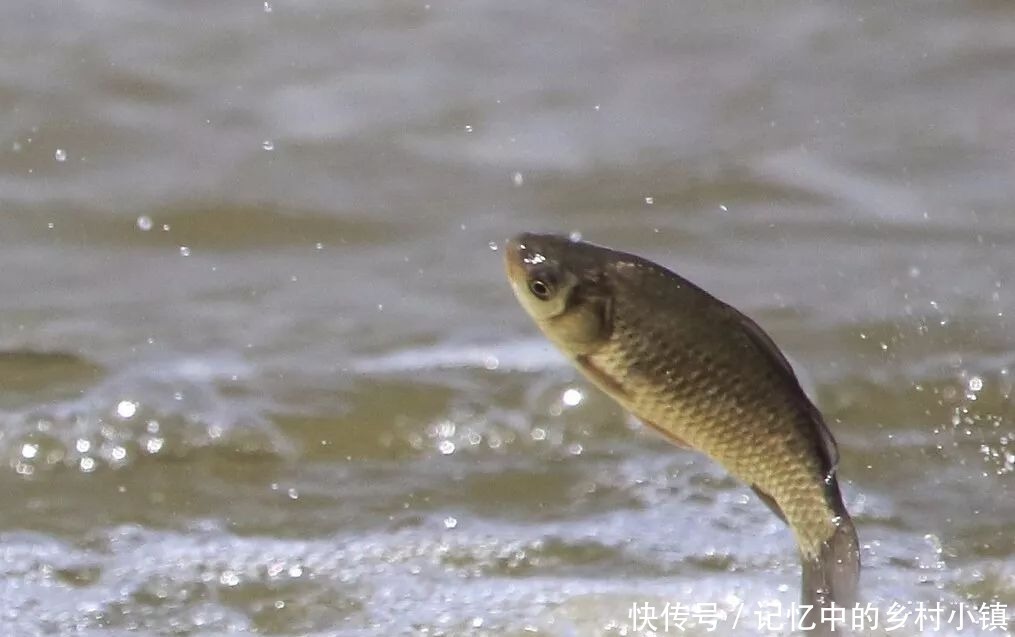 配方|听说鲫鱼很难钓?饵料这样搭配,上鱼速度真的牛!