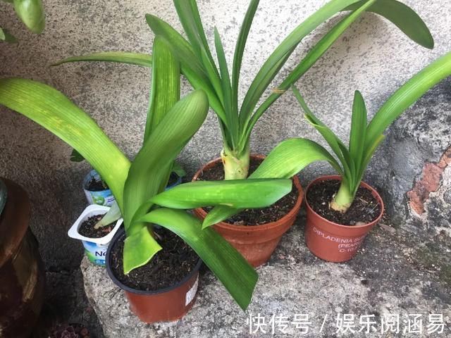 10种不能淋雨的花,淋完雨就死,盆栽养花注意事项