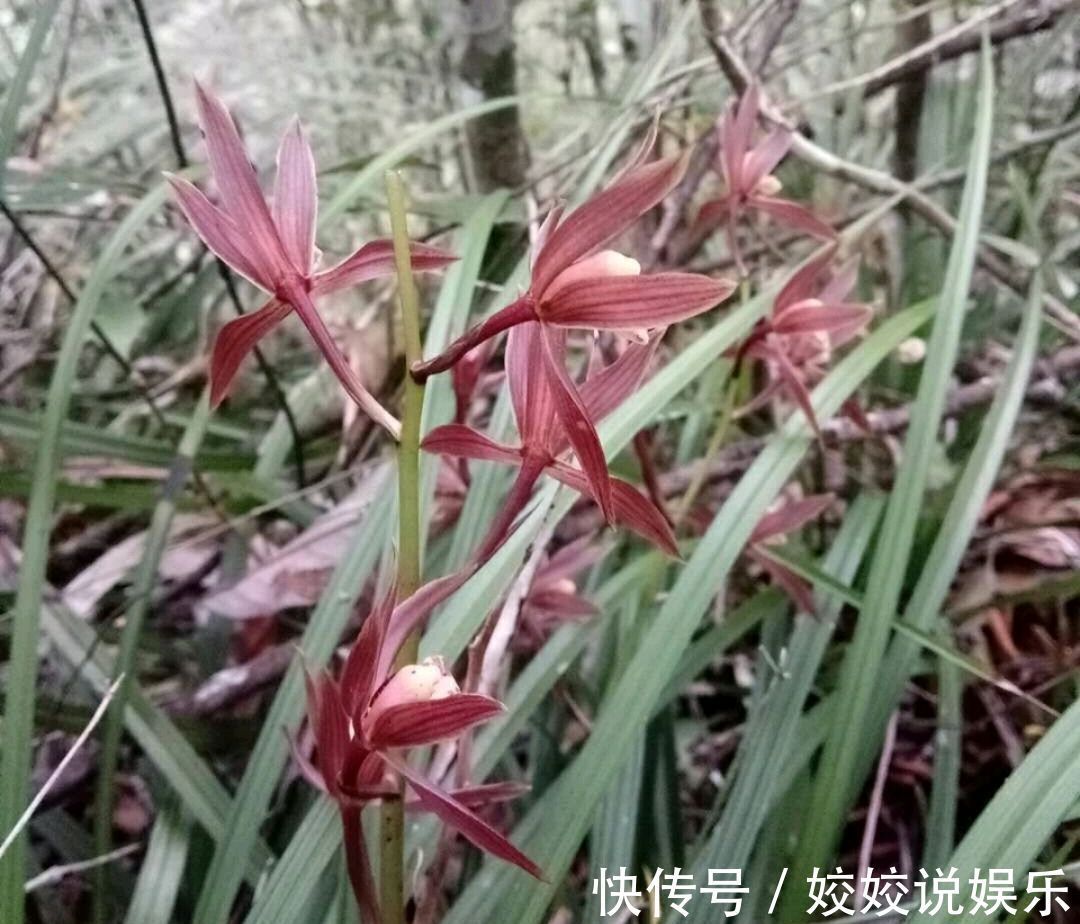 浇水|秋季养墨兰,做不到3点,春节开花是做梦,秋季花芽破土很关键