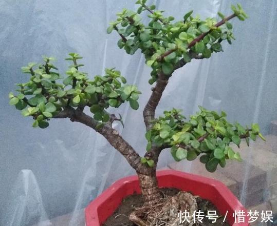 超哥|不会养花就养“3种树”，光一照就能长，养成老桩，价值翻10