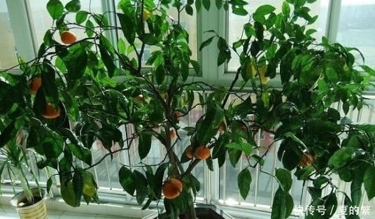 盆景|桔树盆景如何种植 种植桔树盆景的方法