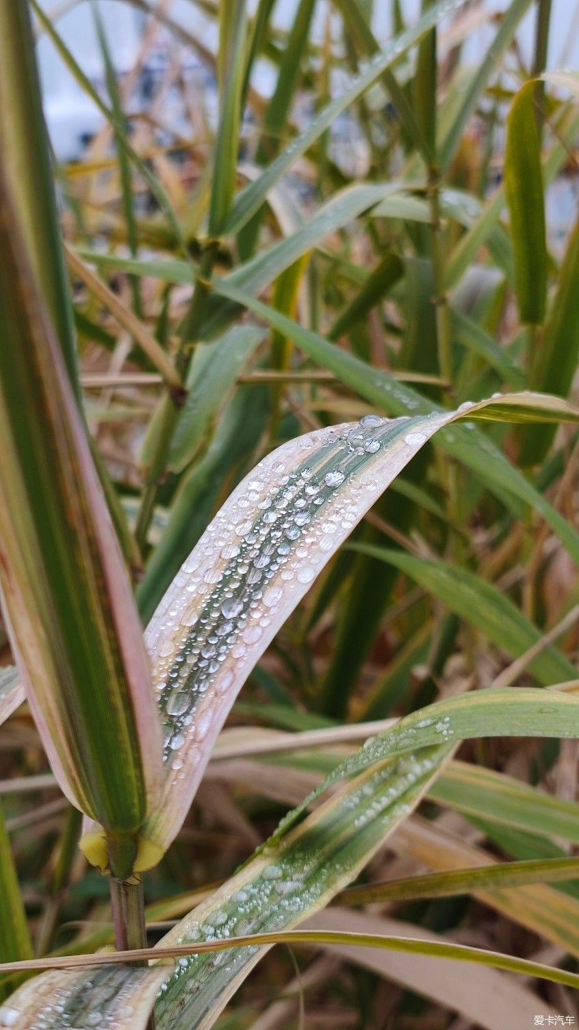 【爱卡踏青季】花枝俏