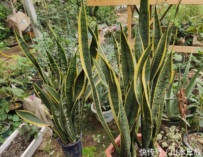 虎皮兰不敢浇水多?做好3个前提条件,怎么浇水都行,不会烂根