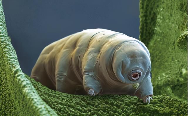 地球上最“逆天”的生物,能在太空中产崽,甚至违背自然规律