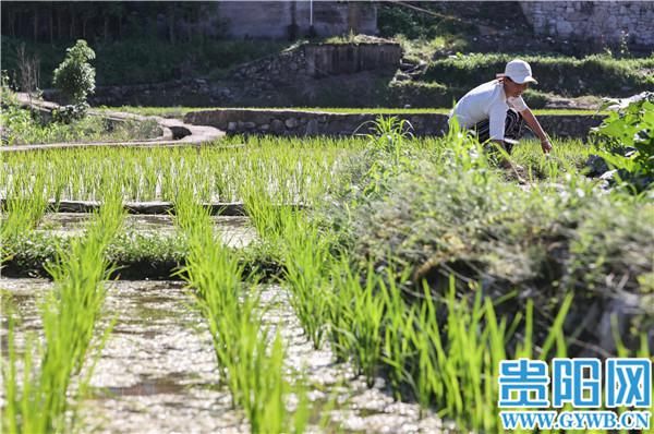 芒种|贵阳乌当区李资村：芒种时节，不误农时