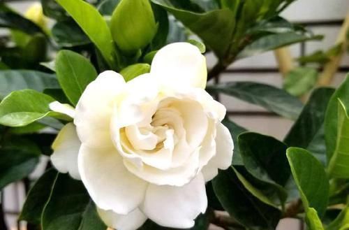 鸡蛋壳|养花易烂根,4种东西随便一种撒一把,10盆9盆不烂根!