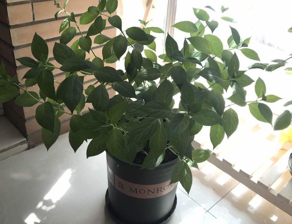 施肥|炎炎夏日,养花就养它,天天开花颜色很绝,美美哒