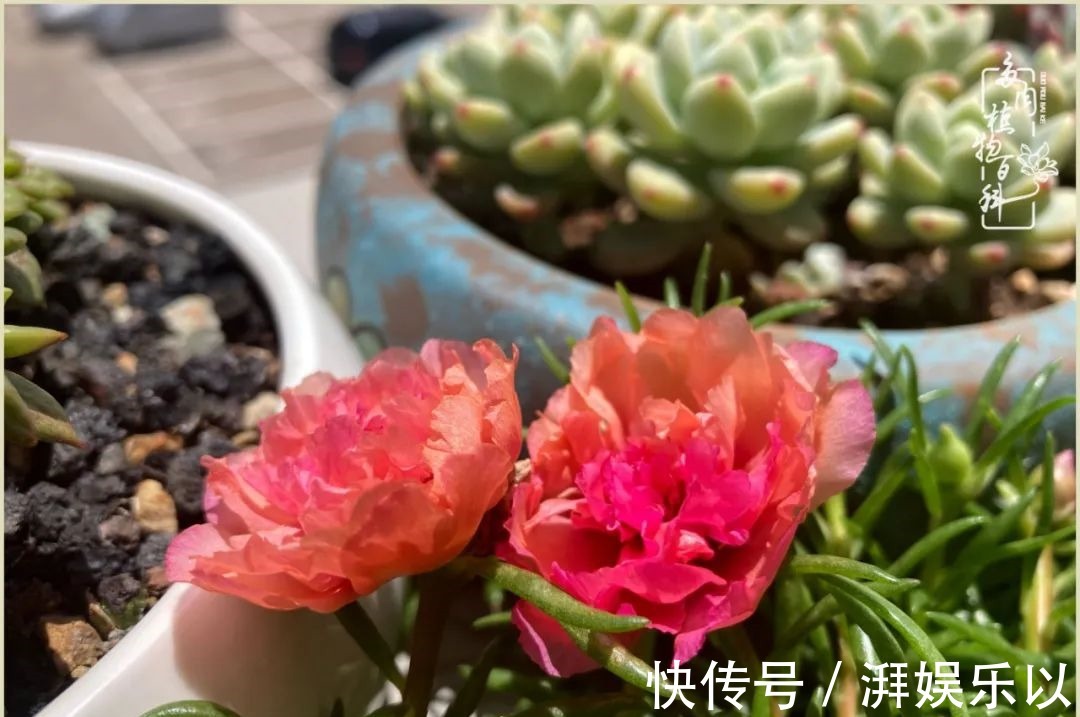 遇见即美,花事未荼蘼!种一桌子多肉,看花开花落!