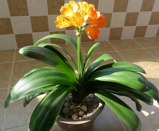 大姨养君子兰,天热挖坑埋点''它'',自带果香,侧芽蹭蹭窜