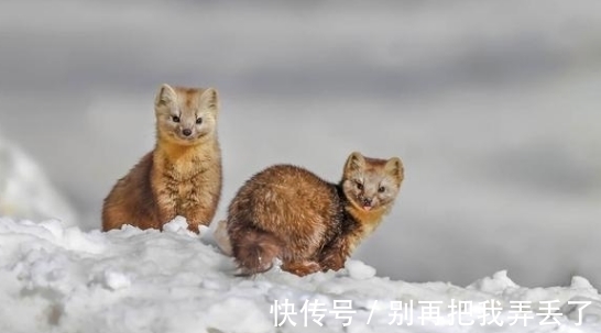 人类!“东北三宝”濒临灭绝,仅因毛色好看,便遭到人类大肆捕杀