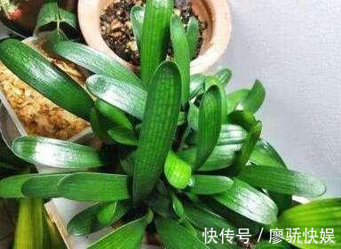 什么淘米水、黄豆水都不如“这种水”,肥效温和持久,盆土不板结