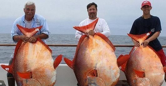 在日本这鱼被做成美食,在欧洲,捕捞到这种鱼却要放生,象征好运
