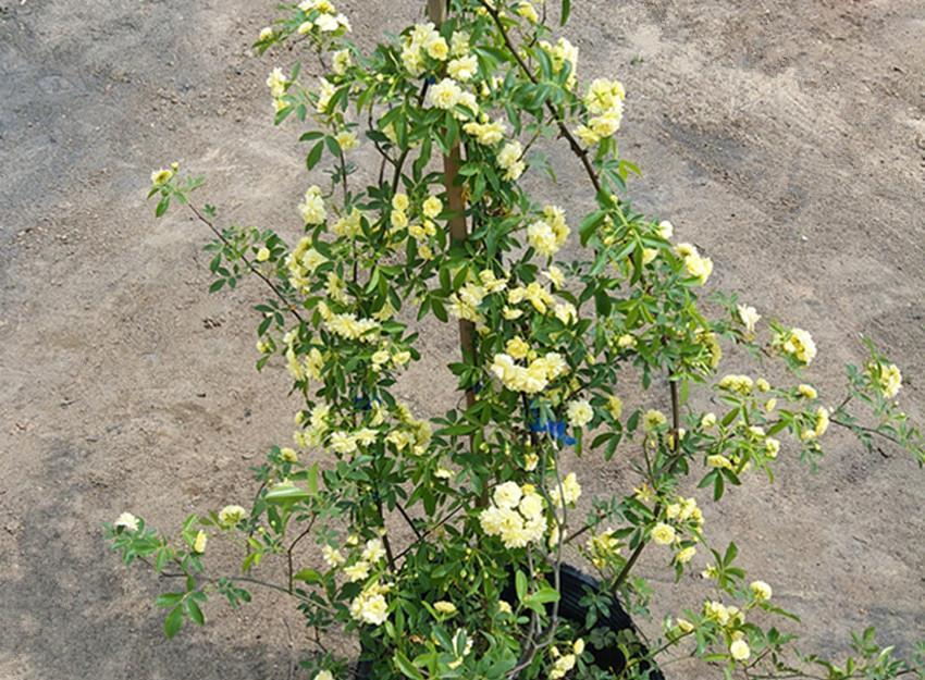 香气扑鼻|此花比啥花都香,沾土就活,花开大半年,家养一盆香味十足