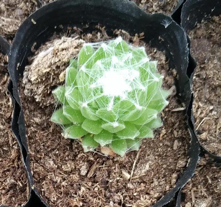 最好养的多肉名单公布,肥美又鲜艳,其中蛛丝卷绢像一张蜘蛛网