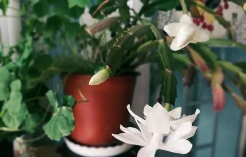 花盆|养这三种花,盆越小,开的花越多,放大盆还容易死