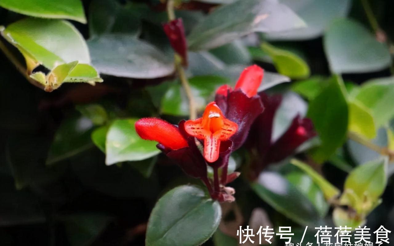 家居空间小没地方养花?16种适合吊养的花,小空间养花的必备良品