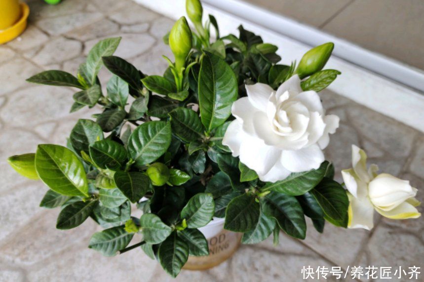 栽种|卖相很好的栀子花,到家就黄叶?首先是你选错了,其次是你做错了