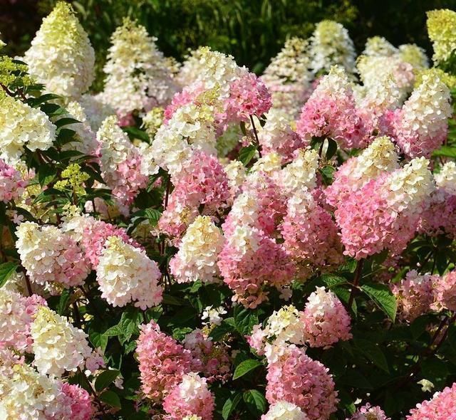 绣球花|托尼老师教您修剪绣球花,记住简单两点,拿剪刀的手再也不抖啦