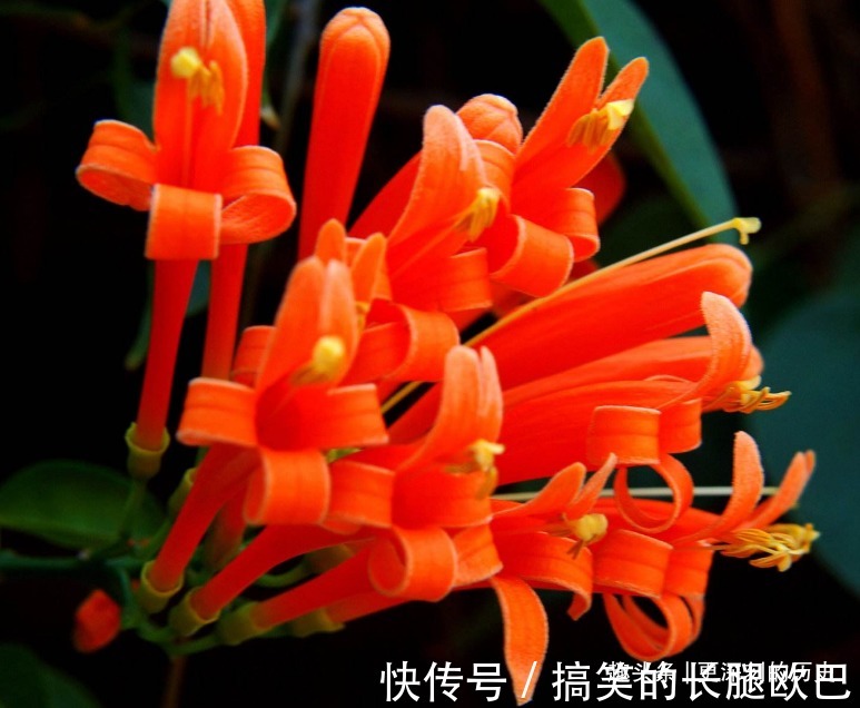 此花花姿别致，盛开时宛如火星似的炸成一片，寓意为祈祷安康