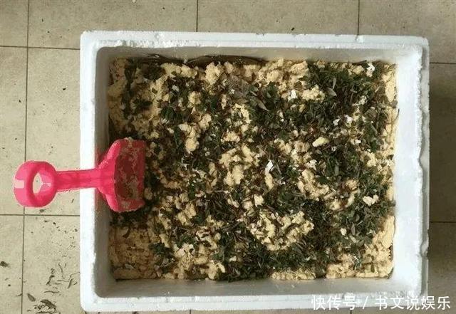 茶叶可是“好东西”,埋在盆里烂根生虫都避免,叶子亮开花多!