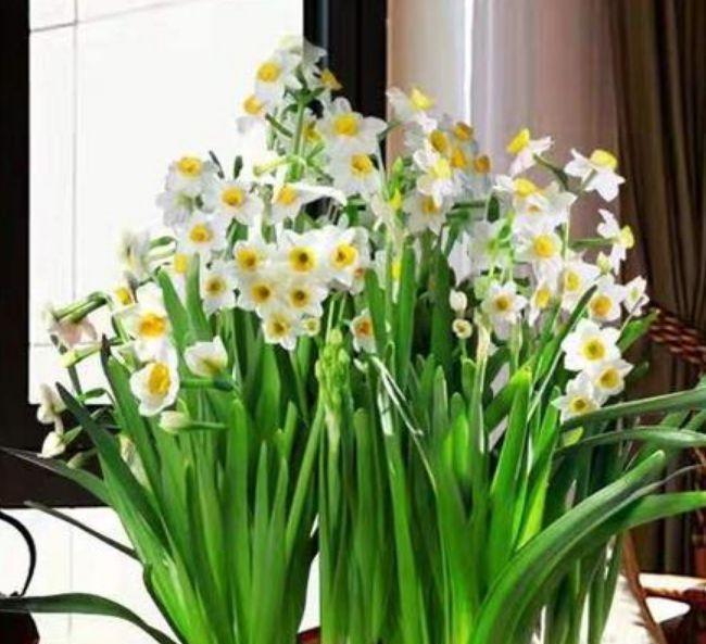 土培|4种花是懒人的最爱,有阳光就爆盆,给点水就疯长,太好养