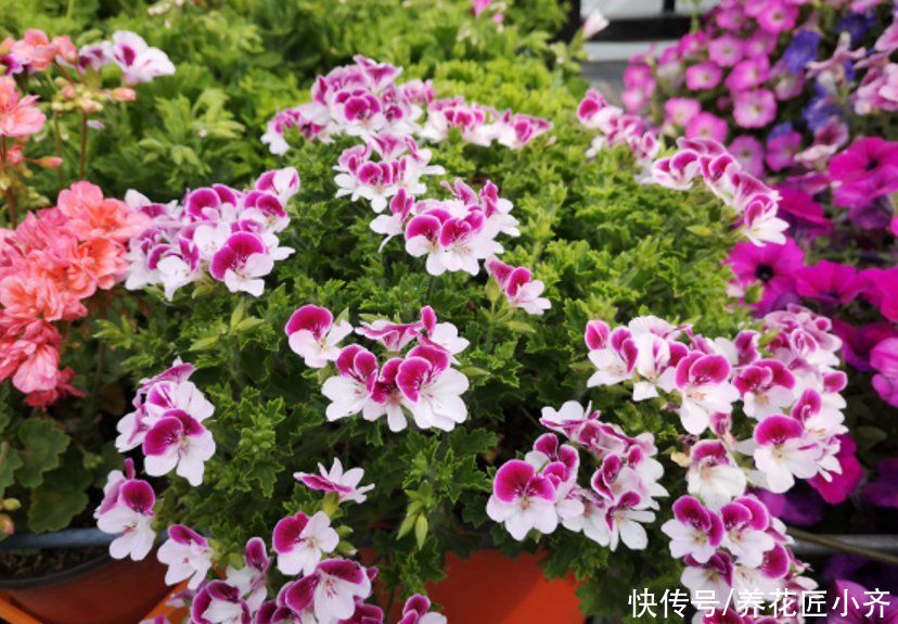 秋季|秋季必入4种花，现在养一盆，漂亮又好养，持续开花到明年夏季