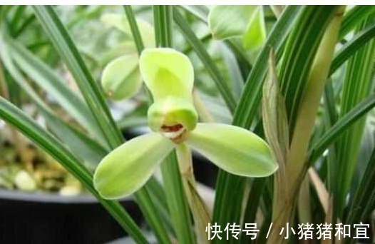 花友们|啤酒、淘米水浇花都不如“它”,“它”被称为花界中的万能水!