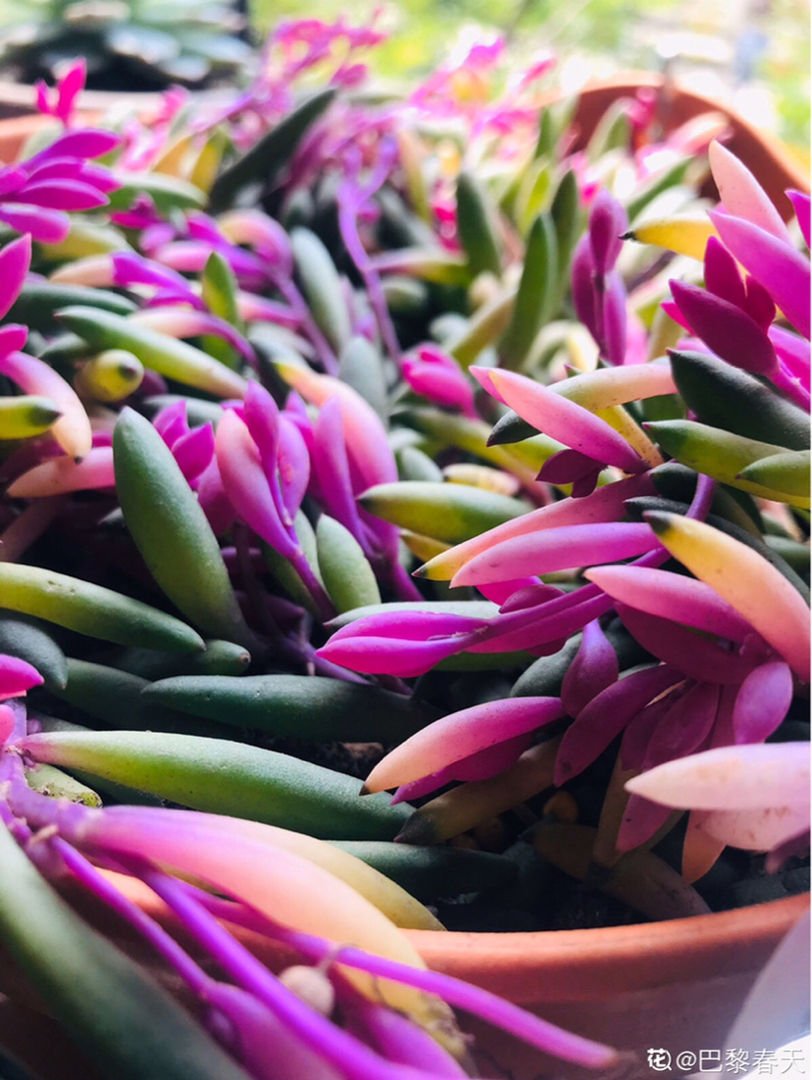 多肉多晒晒，越晒越红火，颜色鲜艳如宝石