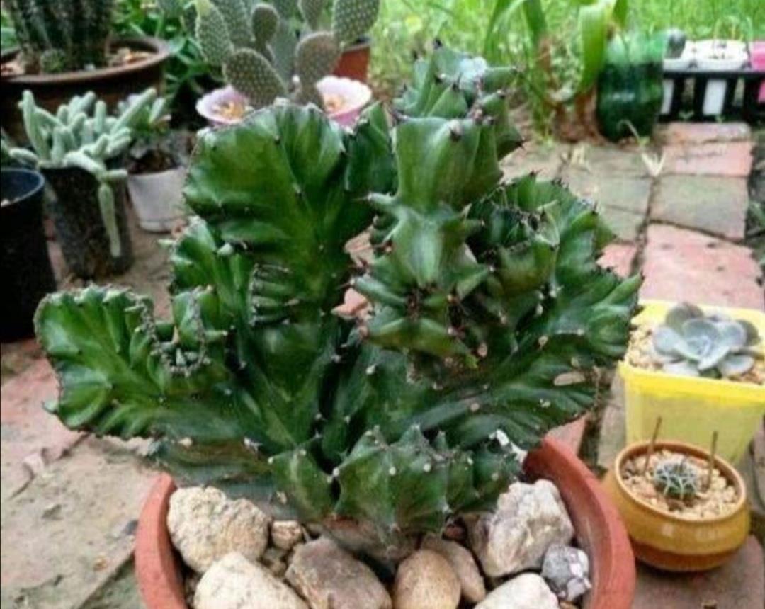 1种植物叫“玉麒麟”，株型奇特，美观大方，养在家里还能招财