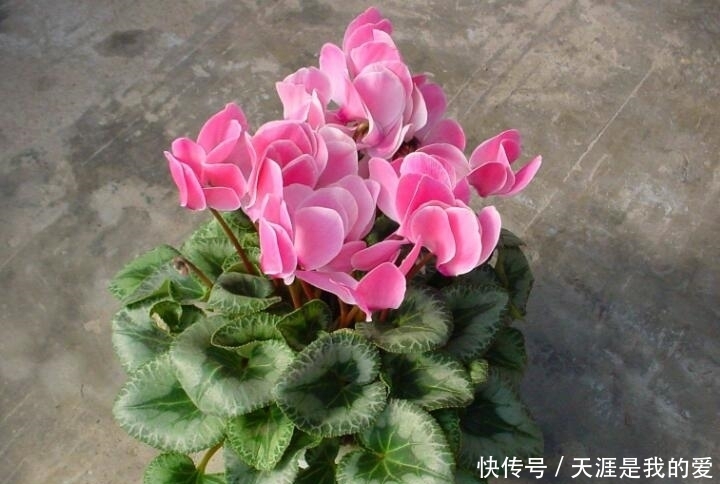 养仙客来盆栽,紧抓4个关键环节,花苞早开放