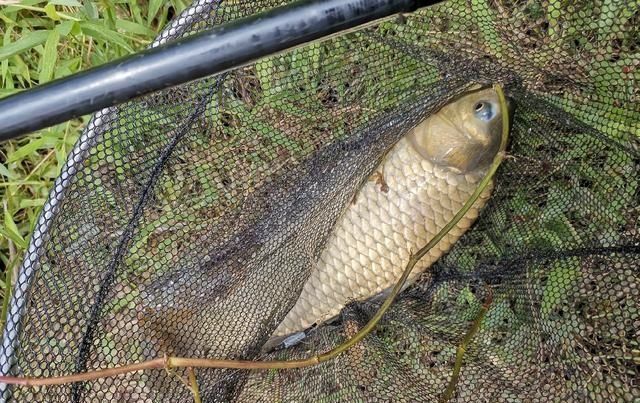 野塘垂钓什么钓位好光有水草不够,这样选才能连竿上鱼