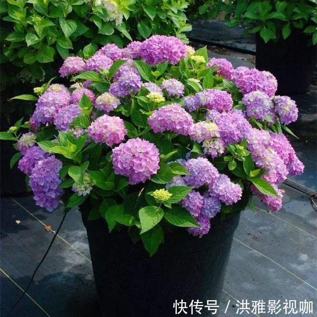 养花|养花养得好，家里磷酸二氢钾不能少，但是“乱用”也不行！