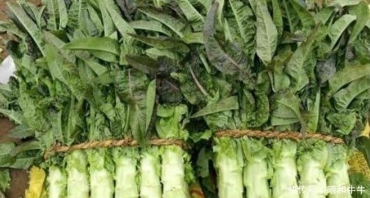 选购|挑选莴笋不是越绿越好,老农教大家5招,轻松选购皮薄脆爽莴笋