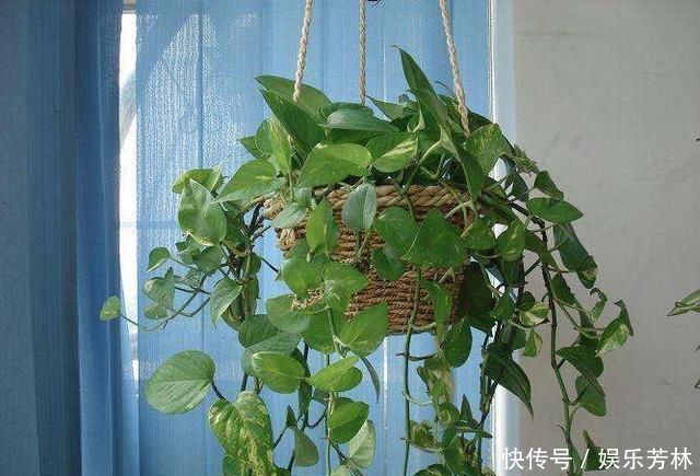 卫生间就养这“4种盆栽”,去异味,吸潮气,养眼好打理