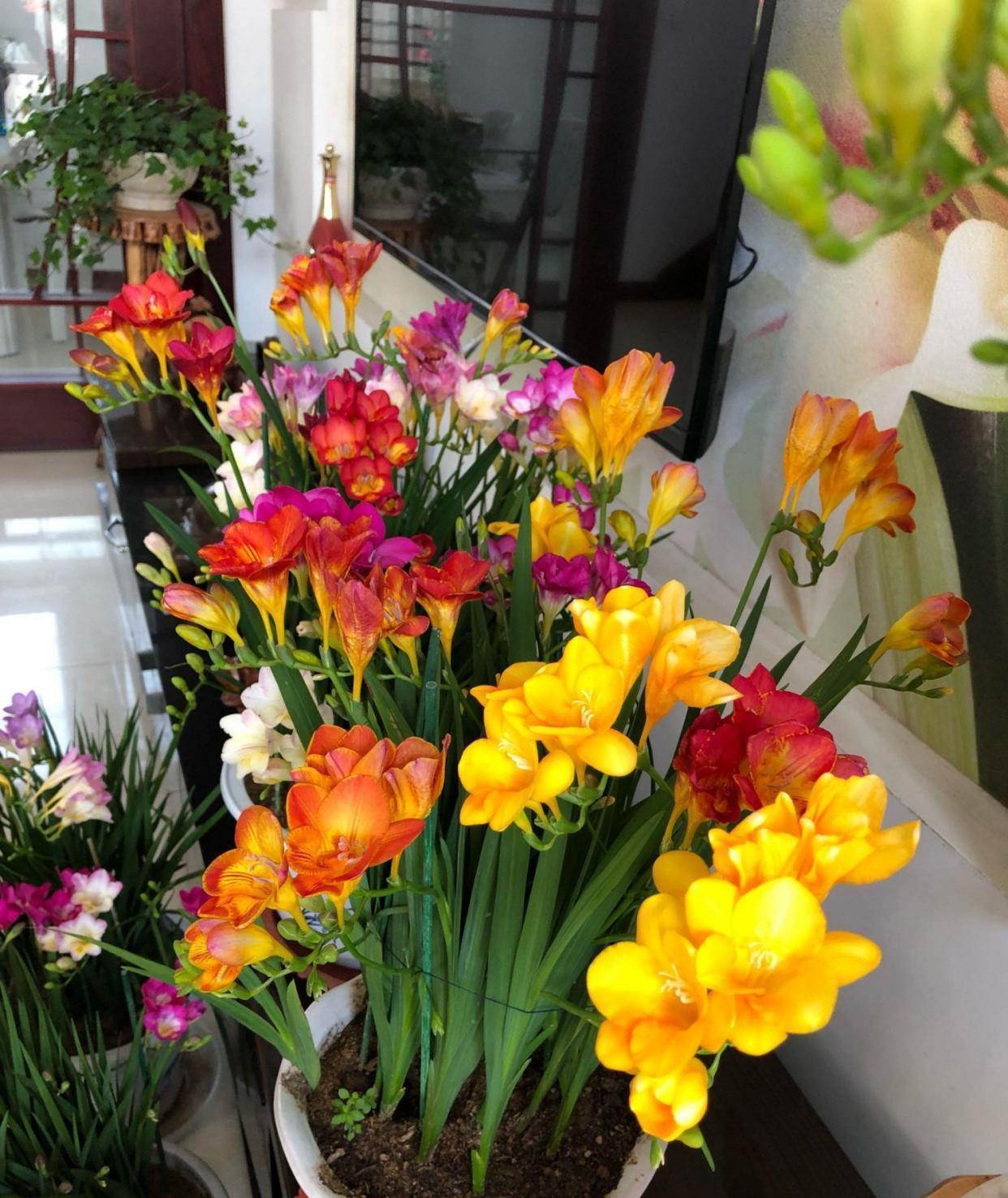 花芽|公认“好养”的3种花,适合现在养,稍加养护就能接二连三开花