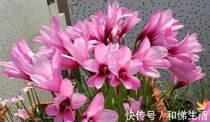 打理|4种花,容易打理易开花,“花香”飘满屋,花美心情好!