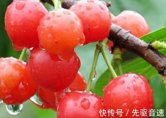 樱桃|1月是孩子生病的高发期,多吃3种好运果,寓意福气东来