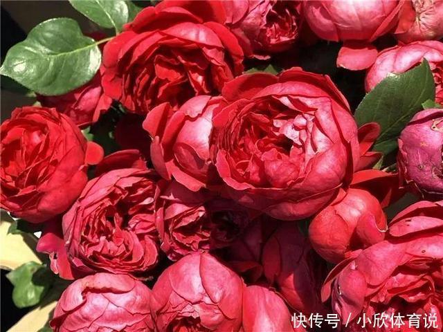 这种花品种多，花型好，养了你就爱上了！