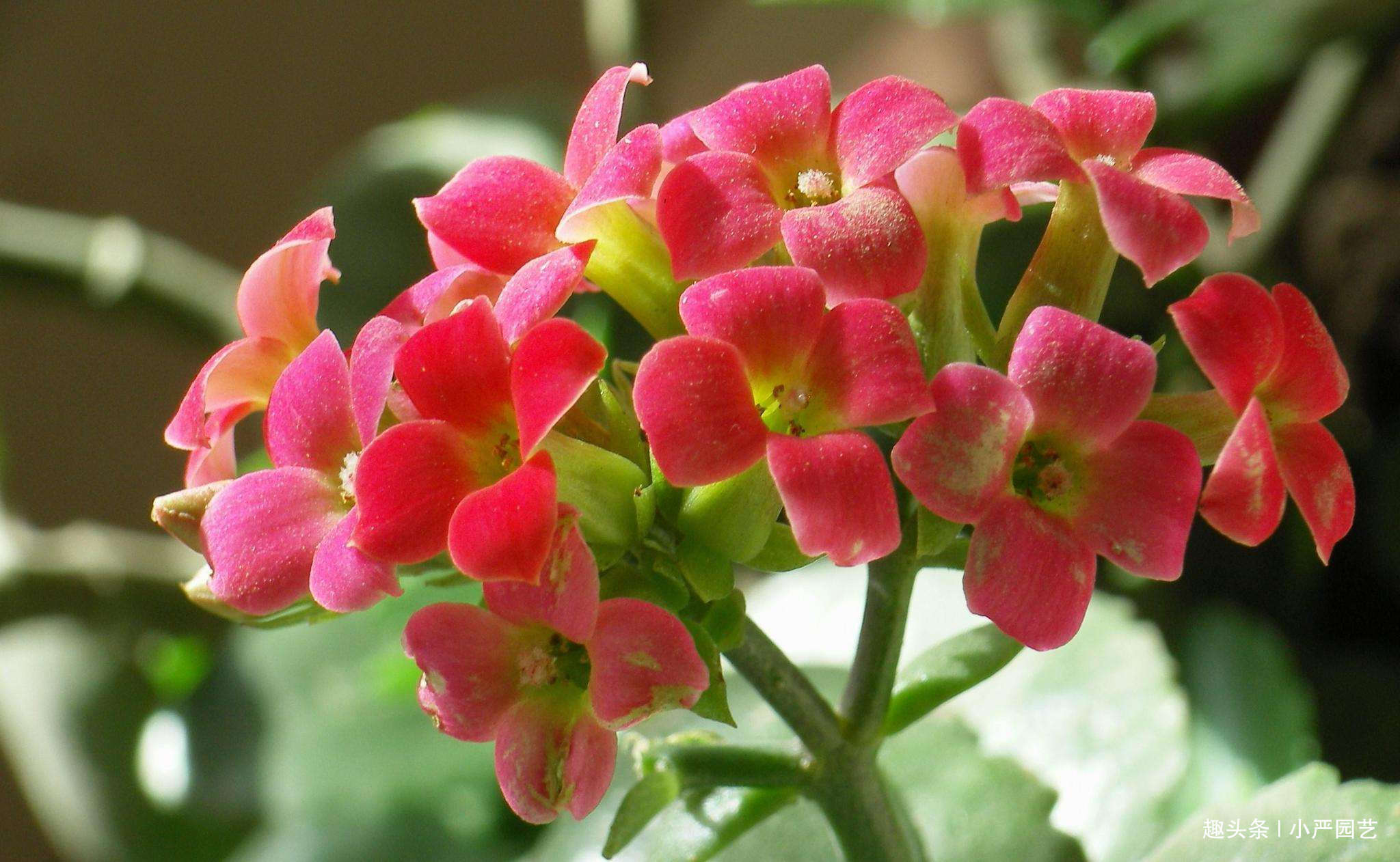 肥厚|长寿花茎叶肥厚开花爆盆的“小秘密”,操作简单见效快