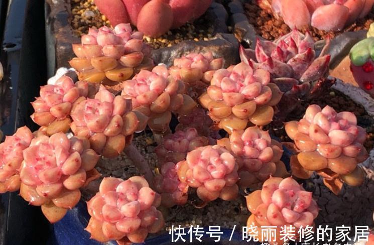 多肉|这7款多肉上市多年,但今年仍会流行,你还没养过的话一定要补齐