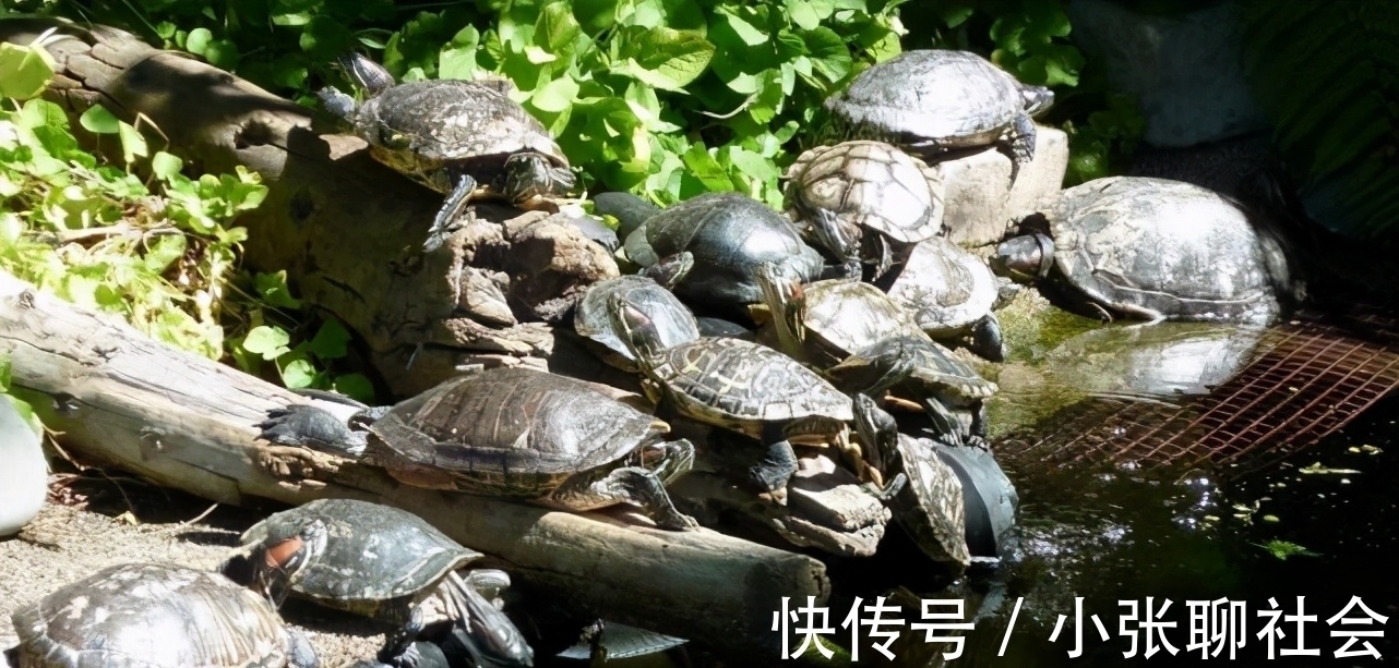 10号钩挂玉米都被干弯了！浑身绿得发黑，钓友：烫手别放生