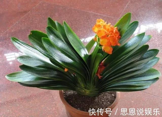 开花|盆栽君子兰养了多年不开花,给它喝点这个就行了!