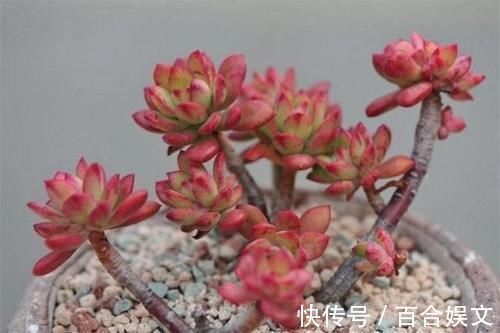 锦晃星|5种直立性很强的多肉,轻松养出精致漂亮的直立桩,别有一番韵味