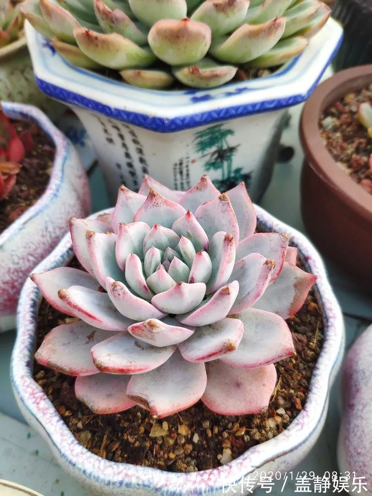 多肉是戒不掉的瘾!多肉小白入坑一年小记!