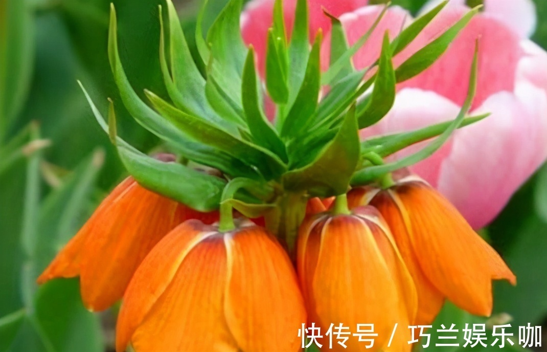 春冬|好吃不长肉的食物,春天坚持吃,预防早衰,排毒嫩肤,提高智力