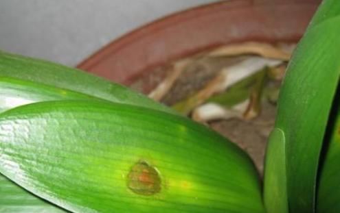 她把君子兰的叶子全都剪光光了,没想到君子兰越长越好