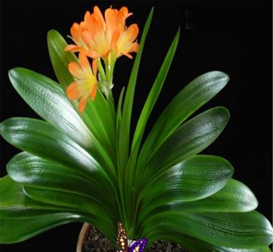 强光|入伏后君子兰迎来最大挑战,学会“1多1少2不要”,安全度夏