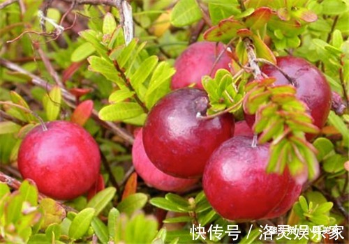 蔓越莓|聪明的女性都在吃4种食物,排毒护肤,刮油消脂,清理体内毒素